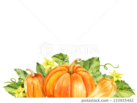 ripe orange and beige pumpkins with green leaves, stems and yellow flowers, watercolor autumn harvest illustration, hand drawn sketch, frame for Halloween, thanksgiving day, fall festival decoration ripe orange and beige pumpkins with green leaves, stems and yellow flowers, watercolor autumn harvest illustration, hand drawn sketch, frame for Halloween, thanksgiving day, fall festival decoration 133935481