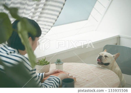 法國鬥牛犬坐在椅子上 法國鬥牛犬坐在椅子上 133935506