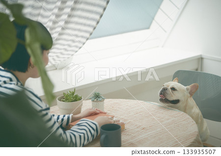 法國鬥牛犬坐在椅子上 133935507