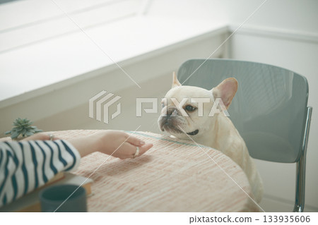 坐在椅子上的狗 133935606