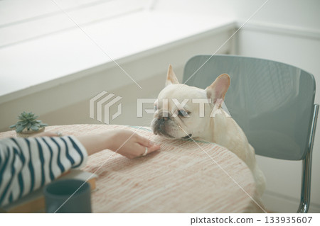 坐在椅子上的狗 133935607