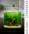 Small cubic tropical freshwater aquascaping aquarium with live plants and small rocks 133935618