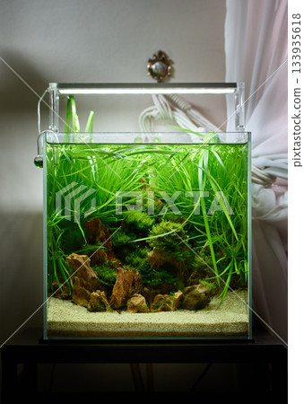 Small cubic tropical freshwater aquascaping aquarium with live plants and small rocks Small cubic tropical freshwater aquascaping aquarium with live plants and small rocks 133935618