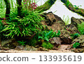 Tropical freshwater planted aquarium aquascape with live plants, natural stones and driftwoods 133935619