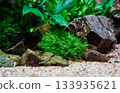 Beautiful fissidens moss in tropical freshwater aquarium aquascape near Frodo stone. Close-up. 133935621