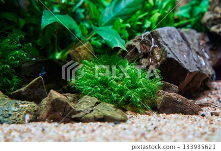 Beautiful fissidens moss in tropical freshwater aquarium aquascape near Frodo stone. Close-up. Beautiful fissidens moss in tropical freshwater aquarium aquascape near Frodo stone. Close-up. 133935621