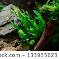 Beautiful Java fern in tropical freshwater planted aquarium aquascape near Frodo stone. Close-up. 133935623