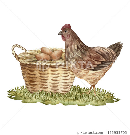 A nest in a wicker basket with chicken eggs and a mother hen nearby. Hand-drawn watercolor illustration. Poultry farming concept. Design element for banners, labels, packaging, and more. 133935703