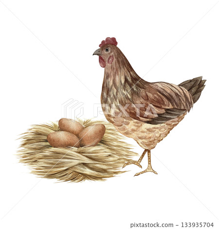 A nest with chicken eggs and a mother hen nearby. Hand-drawn watercolor illustration. Three brown eggs in a straw nest. Poultry farming concept. Design element for banners, labels, packaging, and more 133935704