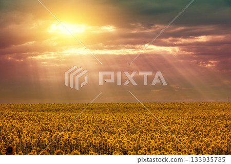 Sunflower field with beautiful dramatic sky. Aerial view Sunflower field with beautiful dramatic sky. Aerial view 133935785