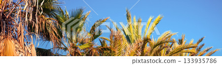 A row of tropical palm trees against a blue sky. Beautiful tropical nature. Horizontal banner 133935786
