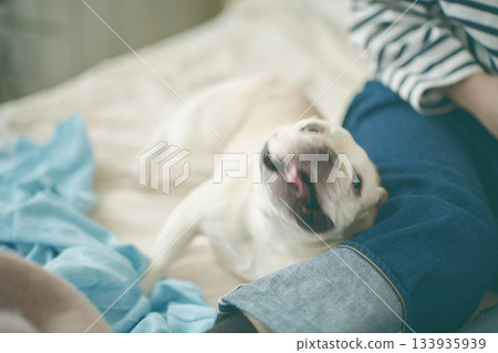 一隻可以被主人寵愛的狗 133935939