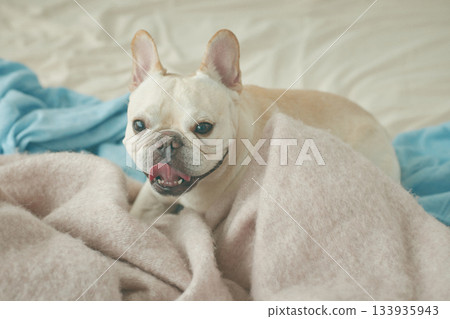 放鬆在床上的狗 133935943