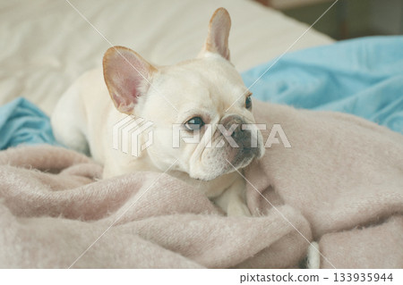 放鬆在床上的狗 133935944