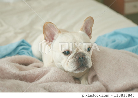 放鬆在床上的狗 133935945