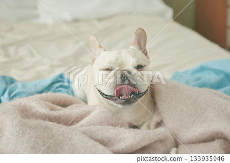Dog relaxing in bed Dog relaxing in bed 133935946