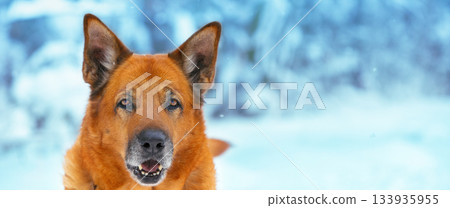 Portrait of a red big mongrel dog outdoors on the snow in winter Portrait of a red big mongrel dog outdoors on the snow in winter 133935955