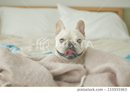 放鬆在床上的狗 133935963