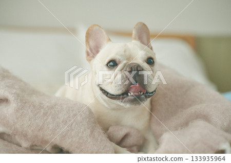 放鬆在床上的狗 放鬆在床上的狗 133935964