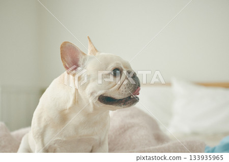 放鬆在床上的狗 133935965