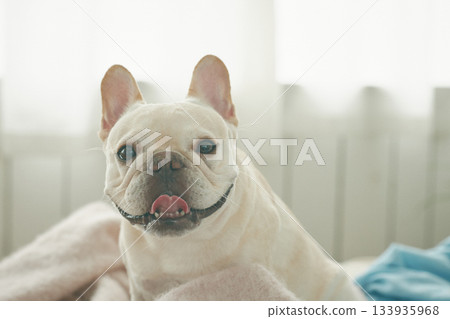 放鬆在床上的狗 放鬆在床上的狗 133935968