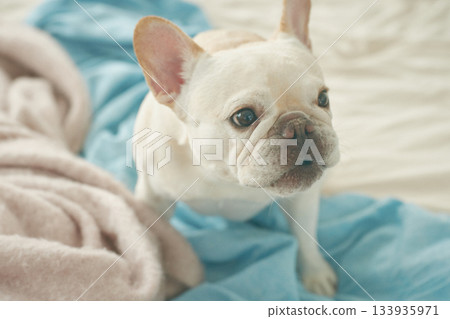 放鬆在床上的狗 133935971