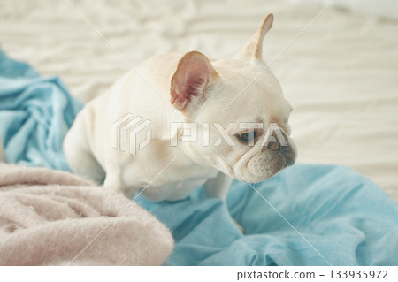 放鬆在床上的狗 133935972