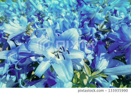 Blooming blue lilies. Floral nature background Blooming blue lilies. Floral nature background 133935990