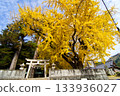 The large, yellow ginkgo tree, the sacred tree of Kamo Shrine 133936027