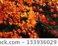 Autumn leaves illuminated by sunlight 133936029