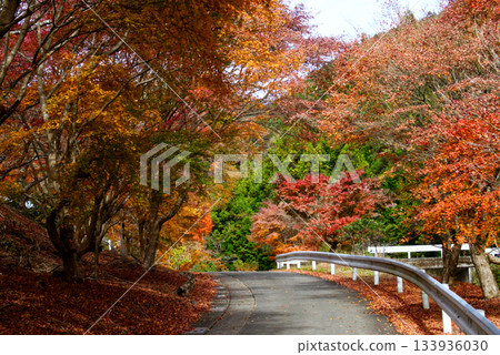 秋天的路染上了秋葉 秋天的路染上了秋葉 133936030