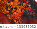 Maple leaves turning from yellow to red 133936032