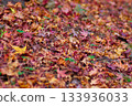 A carpet of colorful fallen maple leaves 133936033