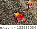 Gradient maple leaves 133936034