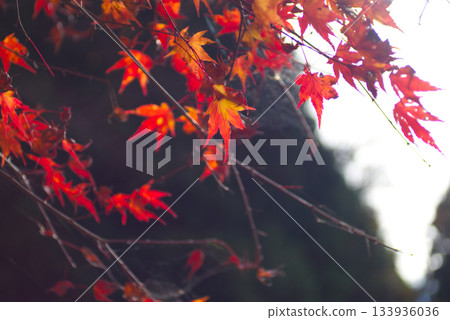 山間秋葉鮮紅欲滴 山間秋葉鮮紅欲滴 133936036