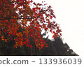 Red autumn leaves that stand out even on a cloudy day 133936039