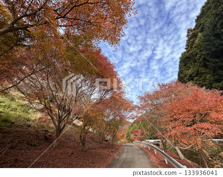 紅葉谷公園的秋葉與藍天形成鮮明對比,令人嘆為觀止。 紅葉谷公園的秋葉與藍天形成鮮明對比,令人嘆為觀止。 133936041