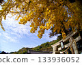 The autumn foliage at Kamo Shrine is dazzling with yellow ginkgo leaves against the blue sky. 133936052