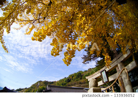 鴨神社的秋色美不勝收,金黃的銀杏葉映襯著藍天,令人目眩神迷。 鴨神社的秋色美不勝收,金黃的銀杏葉映襯著藍天,令人目眩神迷。 133936052