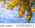 Yellow ginkgo trees and blue sky with white clouds 133936053