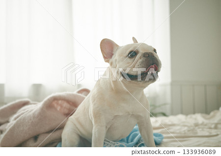 放鬆在床上的狗 133936089