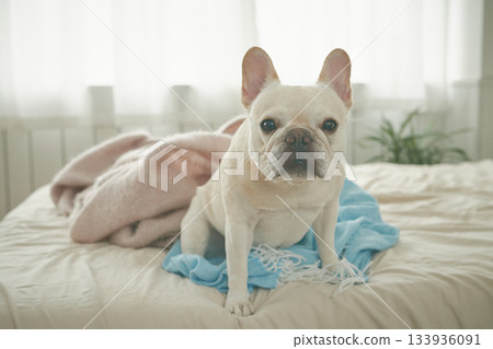 放鬆在床上的狗 放鬆在床上的狗 133936091