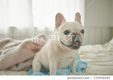 Dog relaxing in bed 133936093