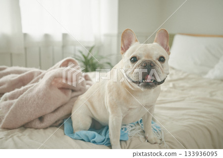 放鬆在床上的狗 放鬆在床上的狗 133936095