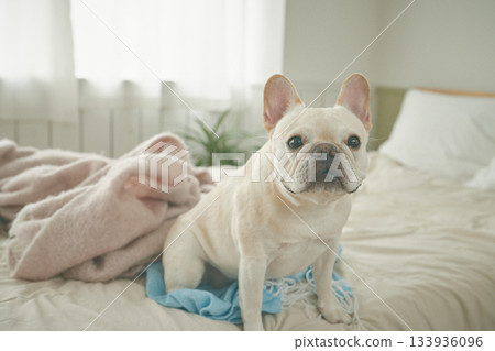 放鬆在床上的狗 133936096