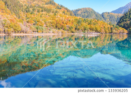 Scenery Jiuzhaigou national park in Sichuan, China. Beautiful Five Flower Lake in Autumn season. Famous Landmark and Vacation near Chengdu, China. Asia travel concept Scenery Jiuzhaigou national park in Sichuan, China. Beautiful Five Flower Lake in Autumn season. Famous Landmark and Vacation near Chengdu, China. Asia travel concept 133936205