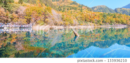 Scenery Jiuzhaigou national park in Sichuan, China. Beautiful Five Flower Lake in Autumn season. Famous Landmark and Vacation near Chengdu, China. Asia travel concept Scenery Jiuzhaigou national park in Sichuan, China. Beautiful Five Flower Lake in Autumn season. Famous Landmark and Vacation near Chengdu, China. Asia travel concept 133936210