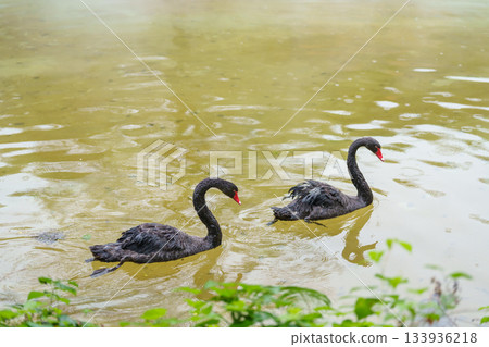 Couple black swan in lake or Cygnus atratus is a large waterbird 133936218