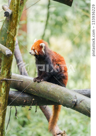 Cute Red Panda, Ailurus fulgens or lesser panda in forest at Chengdu Panda Breeding Research Center Dujiangyan. landmark and popular for tourists attractions in Chengdu, China. Travel and Vacation 133936229