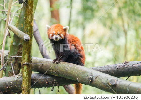 Cute Red Panda, Ailurus fulgens or lesser panda in forest at Chengdu Panda Breeding Research Center Dujiangyan. landmark and popular for tourists attractions in Chengdu, China. Travel and Vacation 133936230